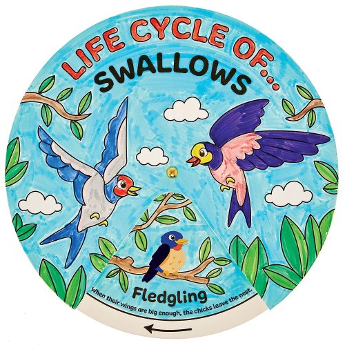 Swallow Bird Life Cycle Colour-In Sticker Wheels (Pack of 5)