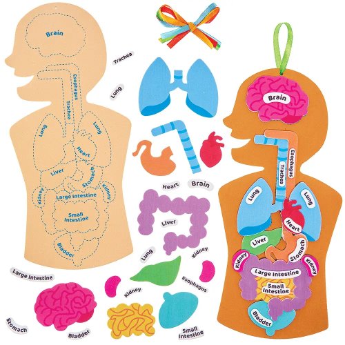 Human Body Kits (Pack of 4)