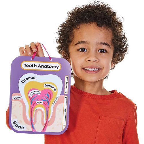 Human Tooth Anatomy Kits (Pack of 4)