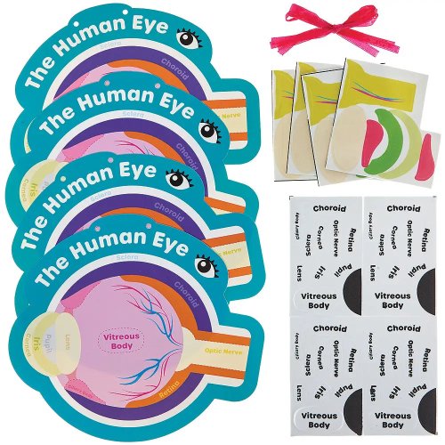 Human Eye Kits (Pack of 4)