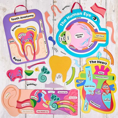 Human Eye Kits (Pack of 4)