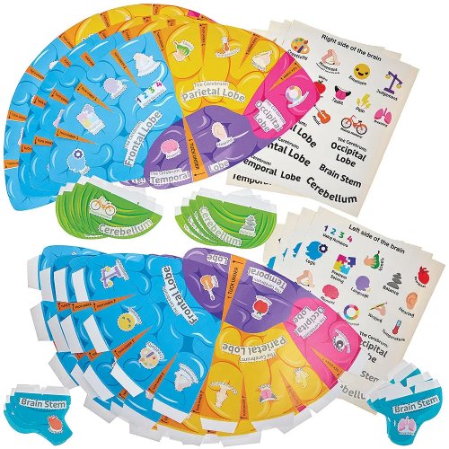 Human Brain Biology Hat Kits (Pack of 4)
