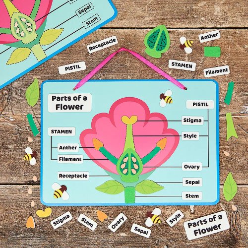 Flower Parts Biology Kits (Pack of 4)