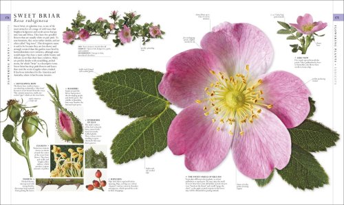 Natural History Book