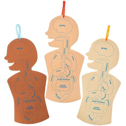 Human Body Kits (Pack of 4)