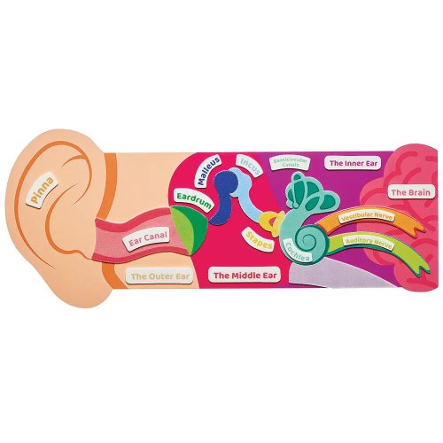 Human Ear Kits (Pack of 4)
