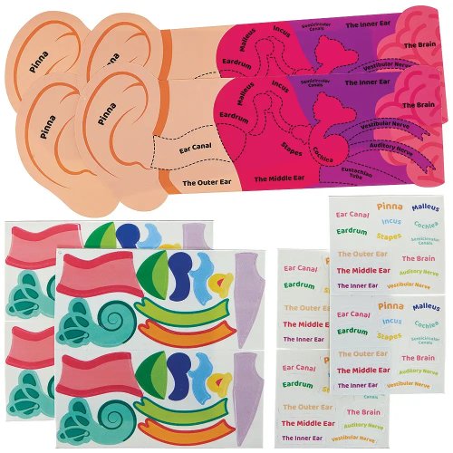 Human Ear Kits (Pack of 4)