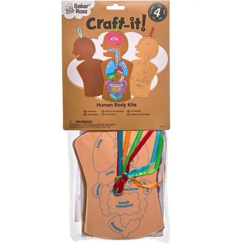 Human Body Kits (Pack of 4)