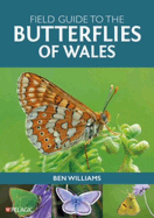 Field Guide To The Butterflies Of Wales