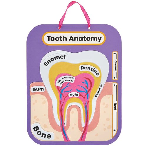 Human Tooth Anatomy Kits (Pack of 4)
