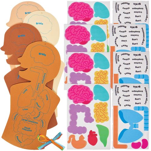 Human Body Kits (Pack of 4)