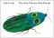 Very Clumsy Click Beetle