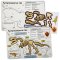 Dinosaur Fossil Sticker Sheets (Pack of 4)
