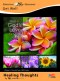 Healing Thoughts Assorted Get Well Cards (KJV) (Box Of 12)