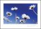 Daisies