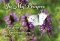 In My Prayers - ButterflyStd Card Gloss (6 Pack)