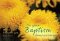 On Your Baptism Anniversary - FlowerStd Card Gloss (6 Pack)
