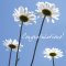 Congratulations(Daisies)