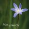 With Sympathy (Blue Flowers)