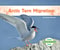 Arctic Tern Migration