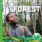 Stem In The Forest