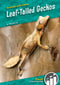 Leaf-tailed Geckos