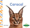 Caracal (caracals)