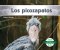 Los Picozapatos (shoebills)