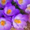 Easter Joy Christian Easter Cards (Pack of 5)
