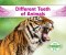 Different Teeth Of Animals