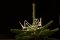 70 Warm White LEDs Kings Crown