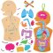 Human Body Kits (Pack of 4)