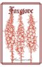 Foxglove