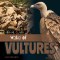 Wake Of Vultures