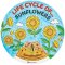 Sunflower Life Cycle Colour-In Sticker Wheels (Pack of 5)