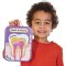 Human Tooth Anatomy Kits (Pack of 4)