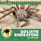 Goliath Birdeaters In The Wild