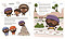 The Tiny Truths Illustrated Bible