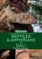 NG REPTILES & AMPHIBIANS OF BALI (2
