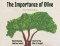 The Importance of Olive