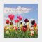 Spring Tulips Easter Cards (Pack of 4)