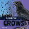 Murder Of Crows
