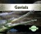 Gavials