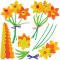 Daffodil Bouquet Kits
