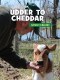 Udder To Cheddar