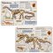 Dinosaur Fossil Sticker Sheets (Pack of 4)
