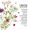 Daisy Copy Sympathy Card
