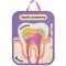 Human Tooth Anatomy Kits (Pack of 4)