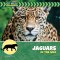 Jaguars In The Wild