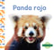 Panda Rojo (red Pandas)